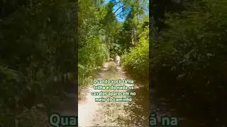 #shorts #viral #viralvideo #mtb #bike #grau #explore #explorepage #cycling #vlog #fyp #sports #love