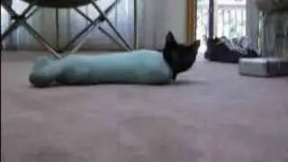 my cat in a sock