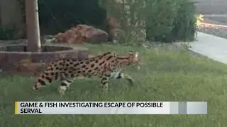 NMDGF investigating escape of possible serval