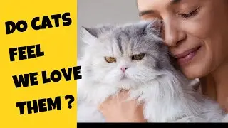 Do Cats Feel We Love Them? -Cat's Knowhow