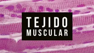 Histolog&iacute;a del tejido muscular (pr&aacute;ctico)