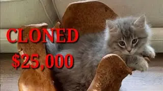 North Carolina Couple Paid $25,000 To CLONE Pet Cat, MEET - Original Cinnabun And Cloned Cinnabun