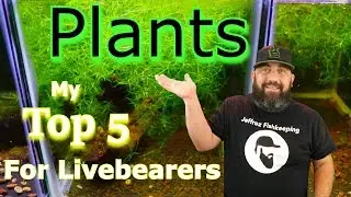 My Top 5 Favorite Aquarium Plants for Livebearers