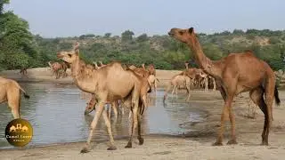 Herd of camels drinking water from a pond | قطيع من الإبل يشرب الماء من بركة