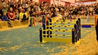 Highlights of London Pet Show 2013