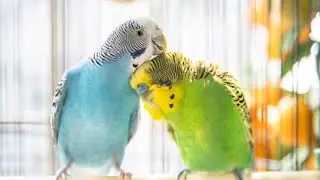 Amazing birds and Cute Pets Compilation,cockroach sound,Pet animals #insects #animals #shorts