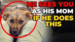 10 Deep Signs Your Dog Sees You as Their Actual Mom