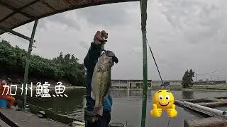 2026 1 8 快樂釣魚🎣趣 拉爽爽的一天（晶讚海釣場）