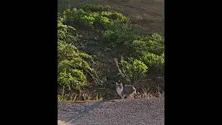 😻🐾,Gatit@ Adorables y Perezos@,65, La Casa de los Gatos,😻🐾,Requena #baraliperegrino #baralicat