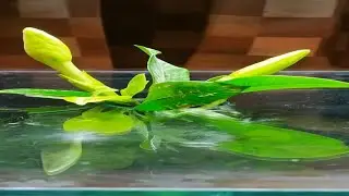 Blooming flower on a fish tank(time-lapse).