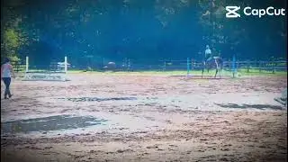 New York #horse