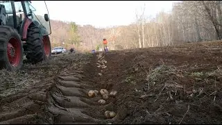 Harvesting potatoes with our potato plow