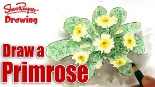 How to draw and paint Primroses  - Spoken Tutorial
