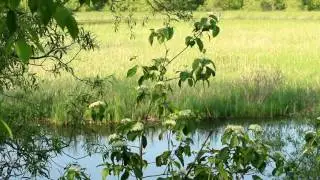 Samuel Wilmot Nature Area in June (Newcastle, ON - 2017)