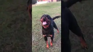 Premier&rsquo;s Zuke Billy🎯🦍🩸🩸( male Rottweiler ) Davis Rottweilers 🎯🦍#rottweilers #viralvideo💡💡