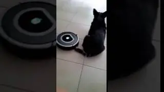 Roomba attacks dog