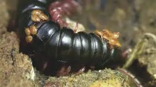 Mites Hitchhiking a Millipede | Phoresy