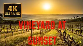 Golden Glow: Vineyard Sunset. Breathtaking 4K UHD Screensaver/Wallpaper