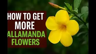 Allamanda Plant Tips & Care | अल्लामान्डा के फूल #flowers #garden