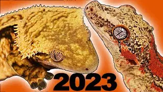NEW Gecko Breeding Groups! *SNEAK PEAK