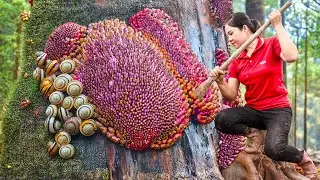 6 Days Harvesting Angel Trap in Deep Forest and Sell | The trap type is found in many ancient texts