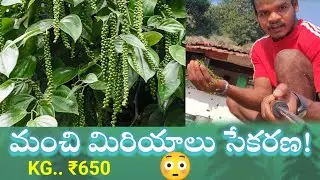 | మంచి మిరియాలు సేకరణ | BLACK PAPPER #arakutribalboyvlogs #arakuboy #blackpapper