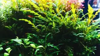 Cinematic Aquascape - 