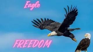 Eagle Spirit Animal Energy - FREEDOM & Individuality - Vision - Timing - Intuition