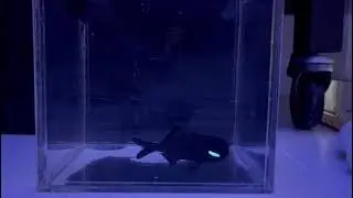 Fish with glowing eyes!