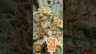Sunset Sherbet GF &ndash; Week 9 Since Flip 🌸Pre-Harvest Nutrient Adjustments #rock #coco  #diyfertilizer