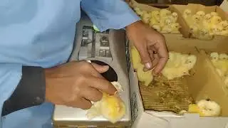 A W  chicks Lahore 