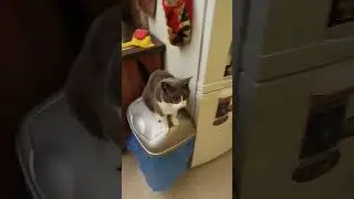 Игрушка из Китая #кот #нашкот #cat