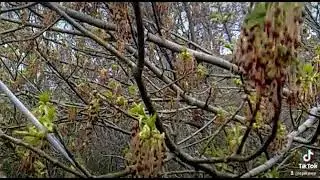 Green Steel Soul tree nature