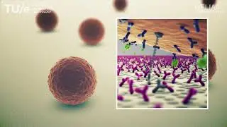 Sensor voor continue biomoleculaire monitoring