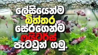 බිත්තර සේරමගෙන්ම ෆයිටර්ස් පැටව් ගන්න රහස 🤔 | betta fish sinhala