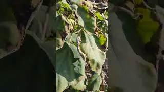 Why do the edges of leaves turn black? plant VID20250129090055