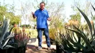 Whitfill Nursery - Phoenix's #1 Nursery for your landscaping needs