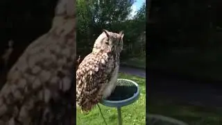 Owl turning his head 180 + degree  🦉 / #Shorts