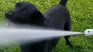 Dog vs. Powerwasher - 1053881