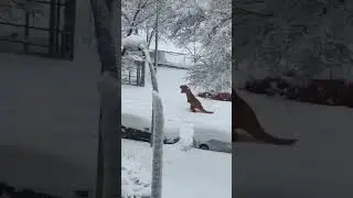 T-Rex in the snow #snow #dinosaur #trex