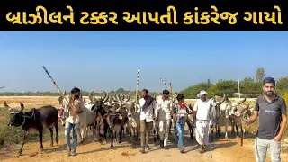 વિદેશમાં થાય છે આ ગાયની ચર્ચા 😱