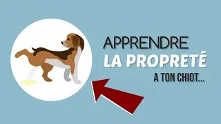 8 CONSEILS POUR APPRENDRE &Agrave; TON CHIOT &Agrave; &Ecirc;TRE PROPRE