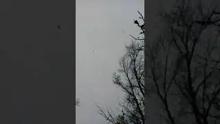 свирестели прилетели