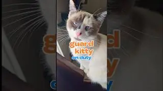 Guard kitty. FIRED! #cat #catsrule #cute #funny #catsafeplants #rescuekitty
