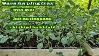 Plug Tray Raising of Broccoli Seedling || Ummulong