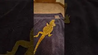 Bearded dragon chooses his favorite pokemon card