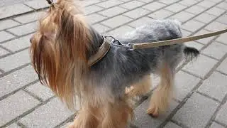 GARBATY zła postawa??? Bo co? Bo to wystawa? Nie lubi być na smyczy. Ma ogr&oacute;d do dyspozycji.