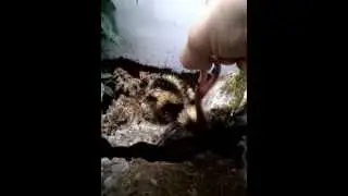 semispinosus eating