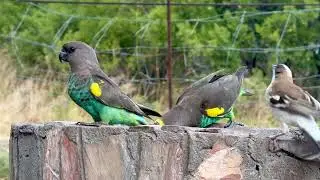Birdsong & Feathers: Stunning Birds Spotted at Our Camp
