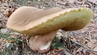 Porcini Mushrooms Hunter's 2023 Big monster in Valtrebbia!